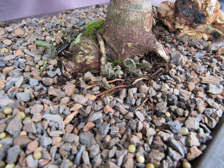 38 Year Old Mikawa Yatsubusa Japanese Maple Specimen Bonsai Tree Trunk