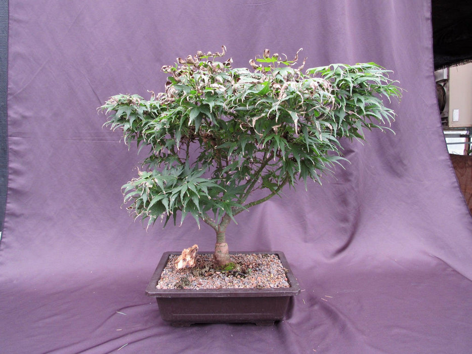 38 Year Old Mikawa Yatsubusa Japanese Maple Specimen Bonsai Tree Back