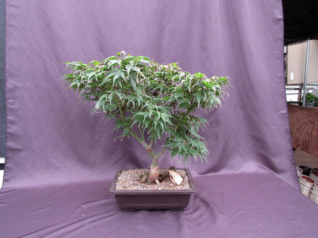 neem tree bonsai 38 Year Old Mikawa Yatsubusa Japanese Maple Specimen Bonsai Tree
