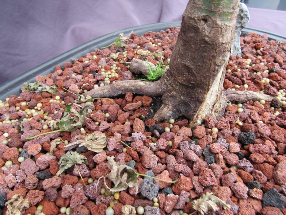 38 Year Old Sharps Pygme Japanese Maple Specimen Bonsai Tree Side Roots