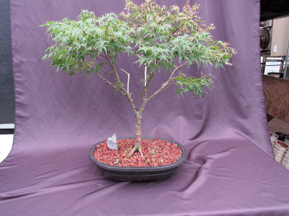 38 Year Old Sharps Pygme Japanese Maple Specimen Bonsai Tree Back