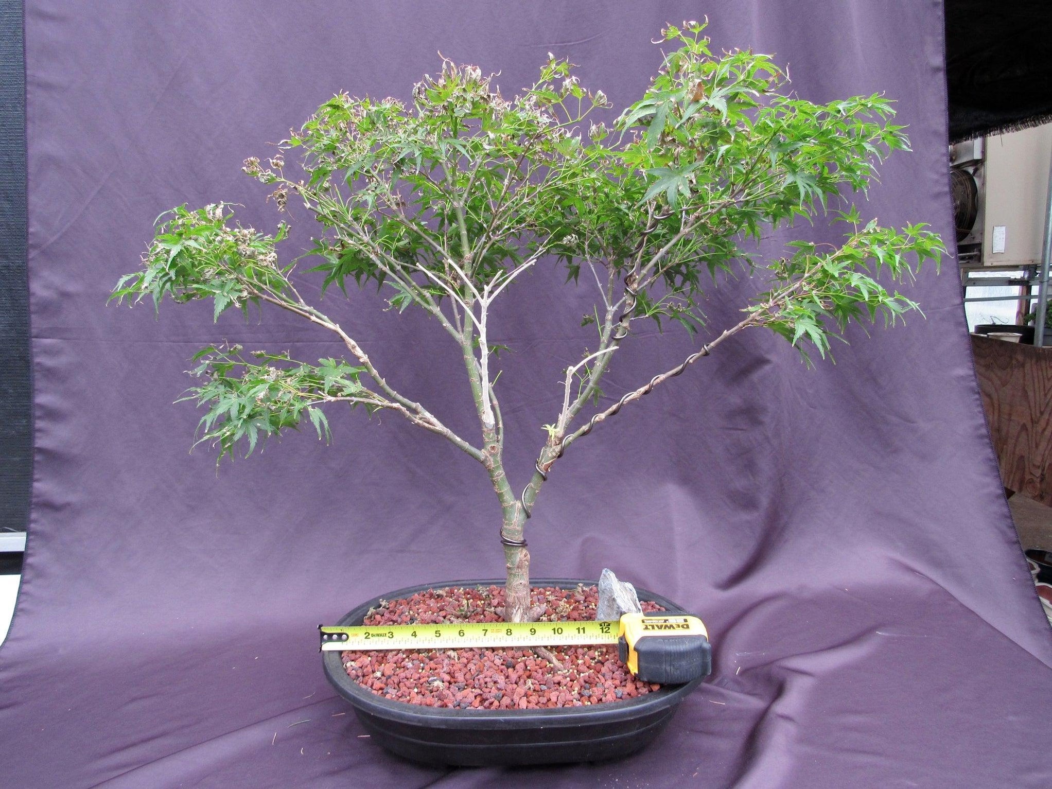 38 Year Old Sharps Pygme Japanese Maple Specimen Bonsai Tree