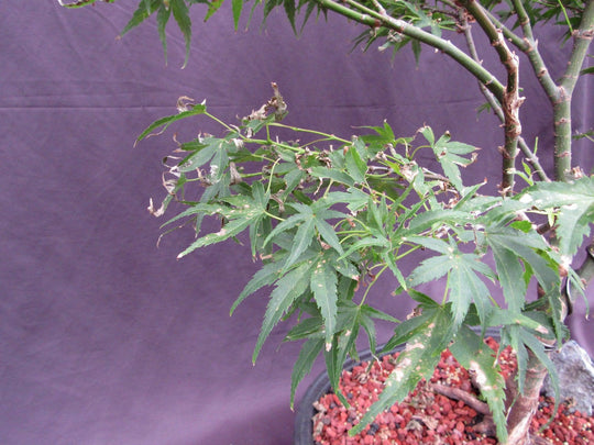 38 Year Old Sharps Pygme Japanese Maple Specimen Bonsai Tree