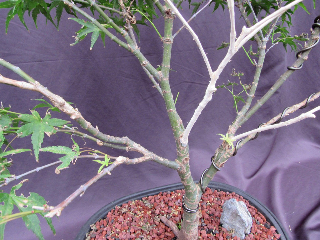 38 Year Old Sharps Pygme Japanese Maple Specimen Bonsai Tree Branches