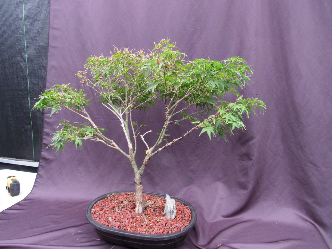 38 Year Old Sharps Pygme Japanese Maple Specimen Bonsai Tree Side