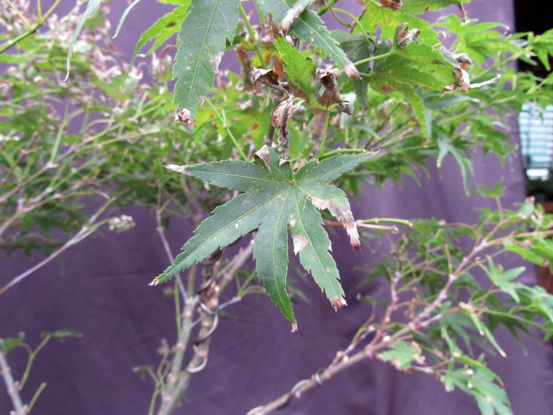 38 Year Old Sharps Pygme Japanese Maple Specimen Bonsai Tree Summer Foliage