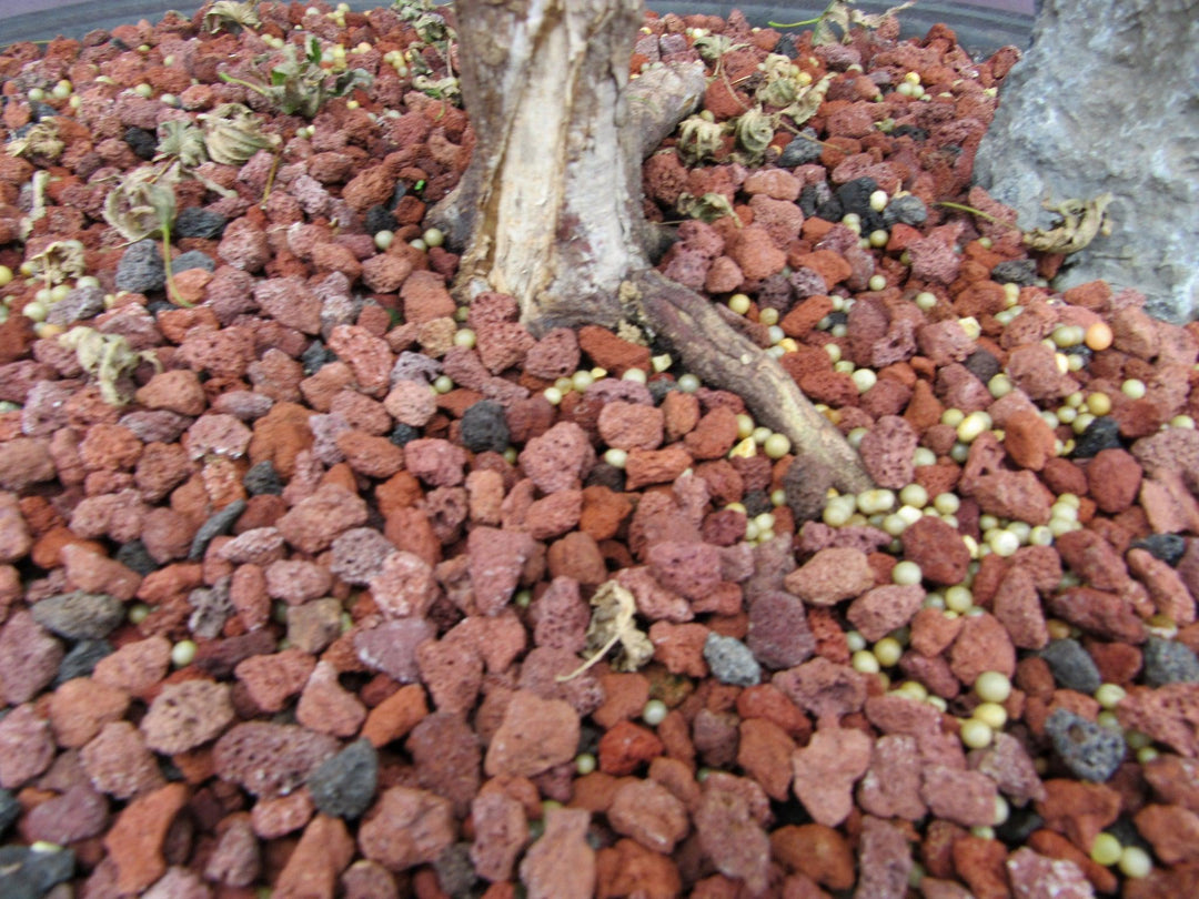 38 Year Old Sharps Pygme Japanese Maple Specimen Bonsai Tree Root