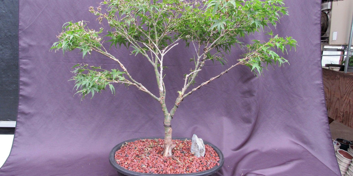 38 Year Old Sharps Pygme Japanese Maple Specimen Bonsai Tree