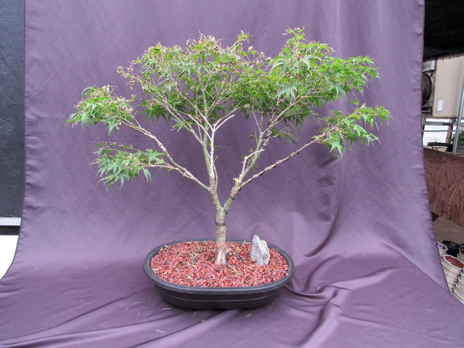 japanese neem bonsai tree 38 Year Old Sharps Pygme Japanese Maple Specimen Bonsai Tree