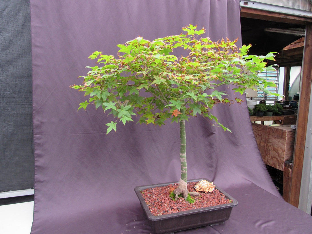 39 Year Old Shindeshojo Japanese Maple Specimen Bonsai Tree Side