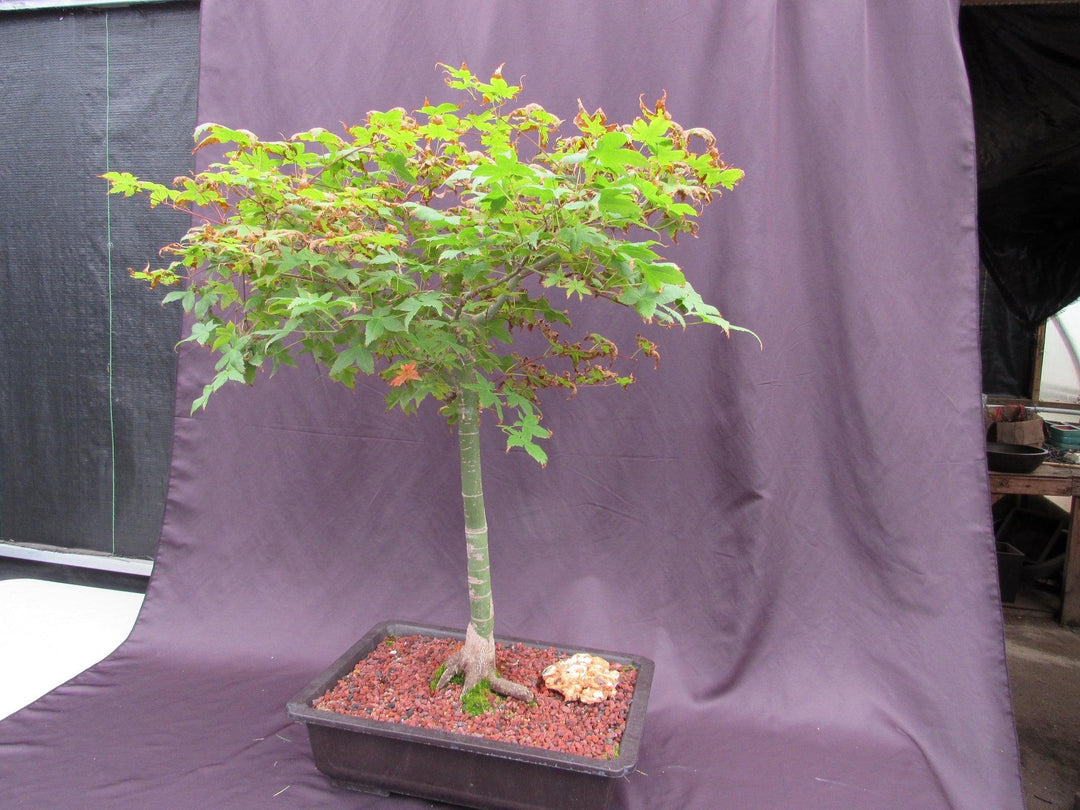 39 Year Old Shindeshojo Japanese Maple Specimen Bonsai Tree Softer Side