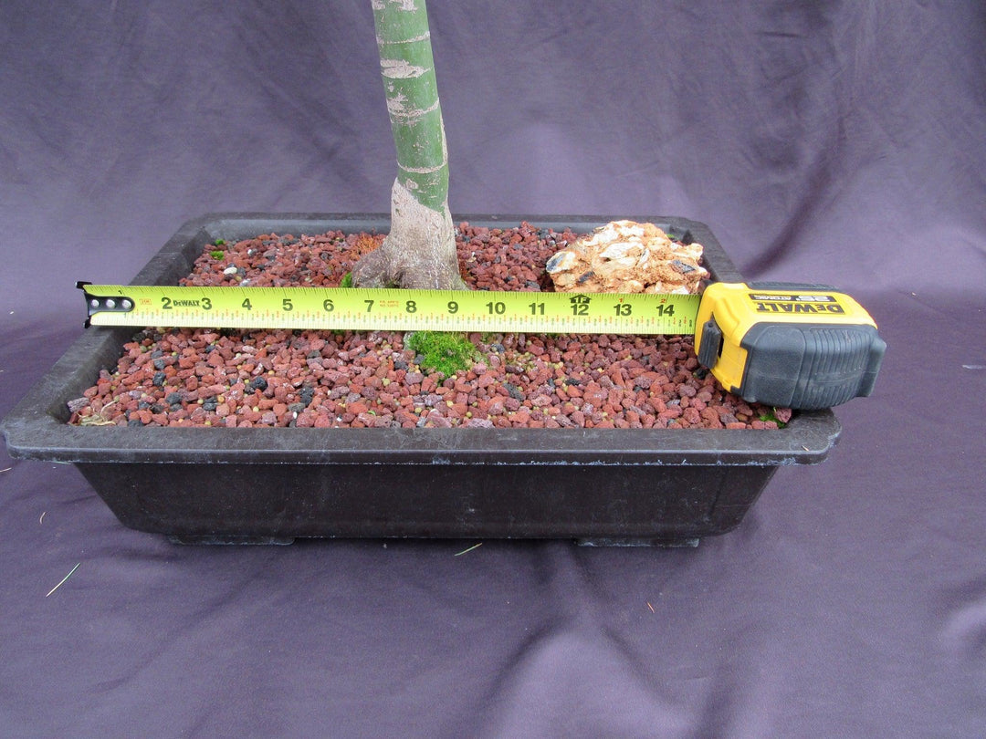 39 Year Old Shindeshojo Japanese Maple Specimen Bonsai Tree Size