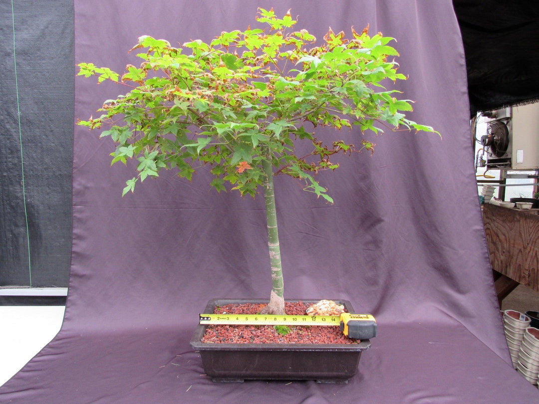 39 Year Old Shindeshojo Japanese Maple Specimen Bonsai Tree Width