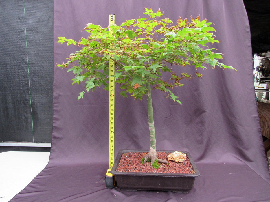 39 Year Old Shindeshojo Japanese Maple Specimen Bonsai Tree Height