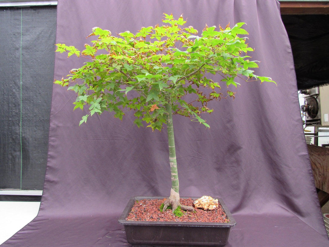 39 Year Old Shindeshojo Japanese Maple Specimen Bonsai Tree Profile