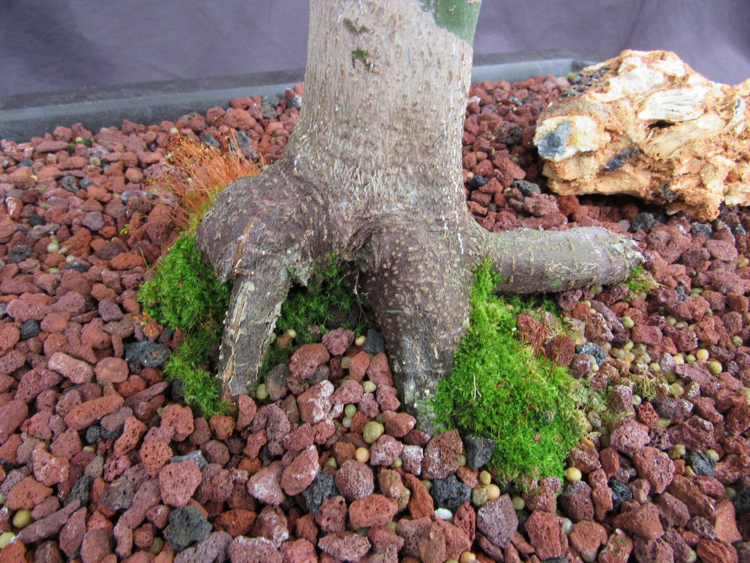 39 Year Old Shindeshojo Japanese Maple Specimen Bonsai Tree Roots