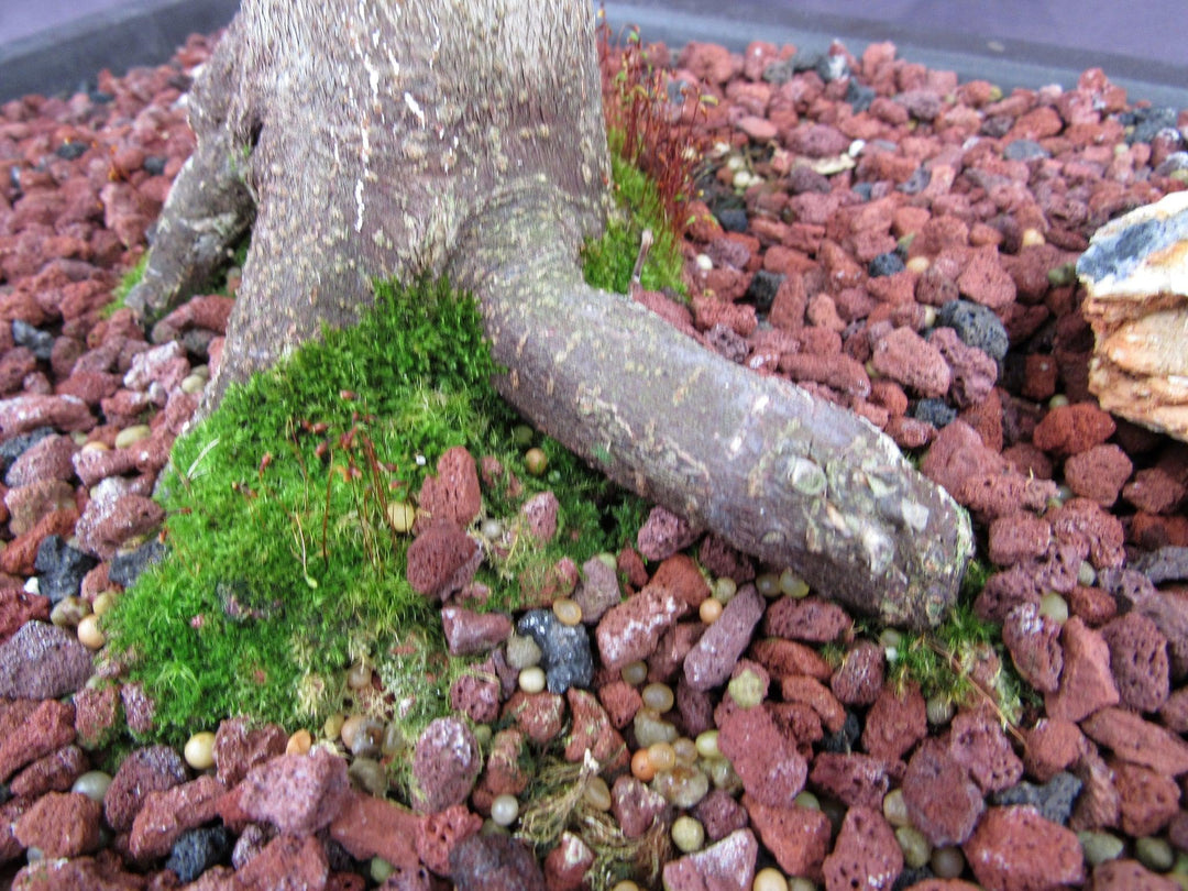 39 Year Old Shindeshojo Japanese Maple Specimen Bonsai Tree Moss