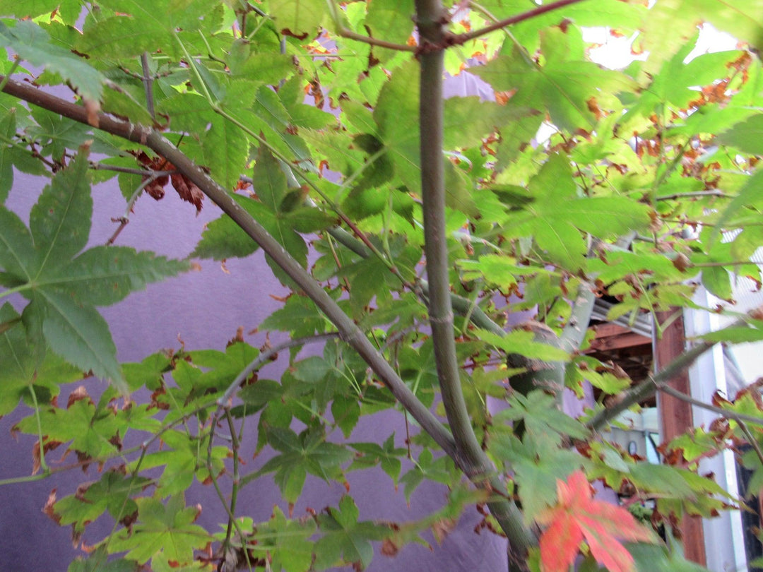 39 Year Old Shindeshojo Japanese Maple Specimen Bonsai Tree Branch Structure