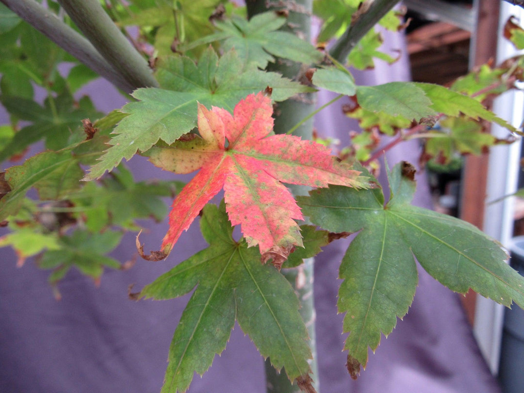 39 Year Old Shindeshojo Japanese Maple Specimen Bonsai Tree Fall Foliage