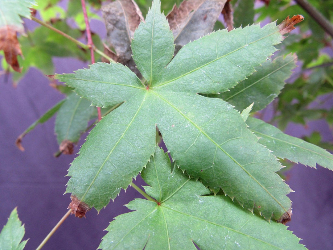 39 Year Old Shindeshojo Japanese Maple Specimen Bonsai Tree Summer Leaves