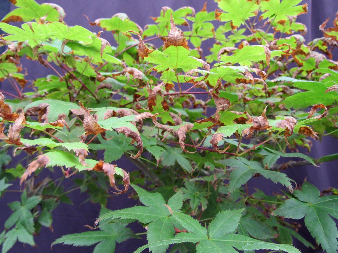 39 Year Old Shindeshojo Japanese Maple Specimen Bonsai Tree Summer Foliage