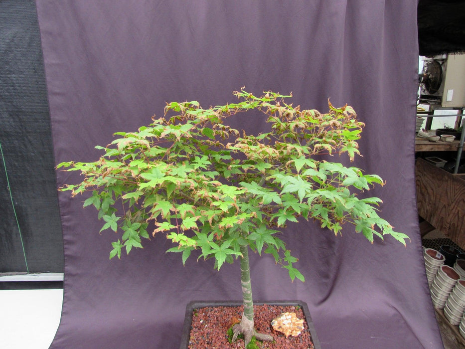 39 Year Old Shindeshojo Japanese Maple Specimen Bonsai Tree Canopy
