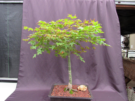 39 Year Old Shindeshojo Japanese Maple Specimen Bonsai Tree