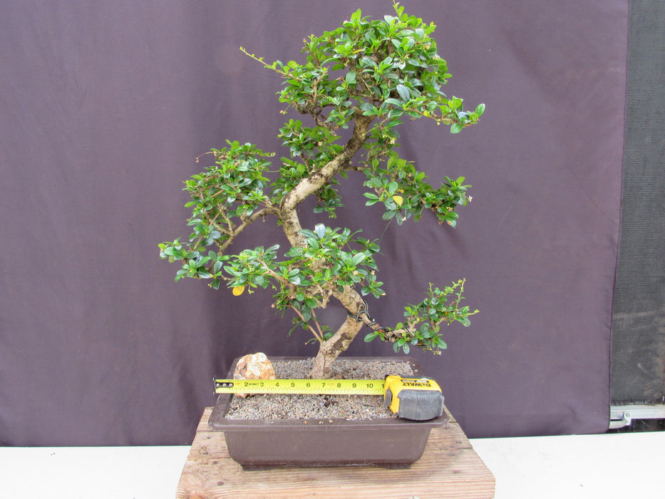 41 Year Old Flowering Fukien Tea Specimen Bonsai Tree Width