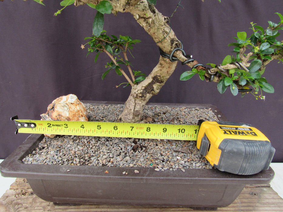 41 Year Old Flowering Fukien Tea Specimen Bonsai Tree Size