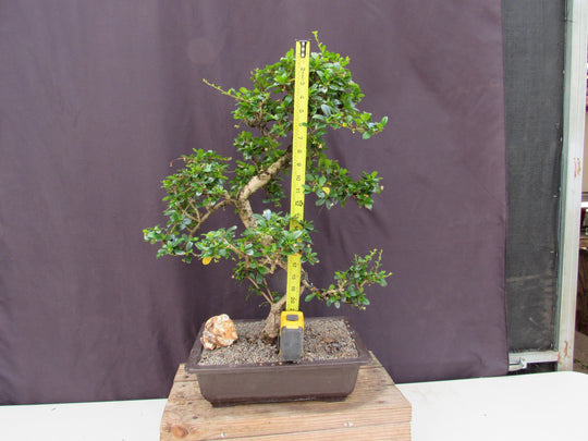 ftd flowers bonsai tree 41 Year Old Flowering Fukien Tea Specimen Bonsai Tree