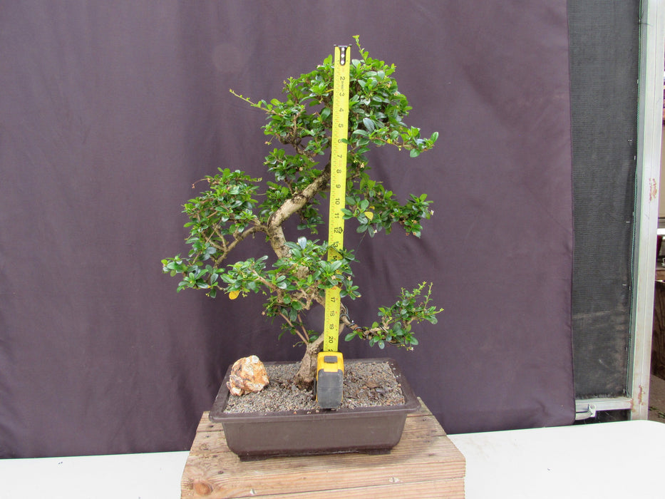 41 Year Old Flowering Fukien Tea Specimen Bonsai Tree Height