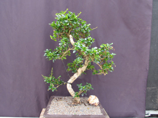 fukien tea tree bonsai flowering 41 Year Old Flowering Fukien Tea Specimen Bonsai Tree