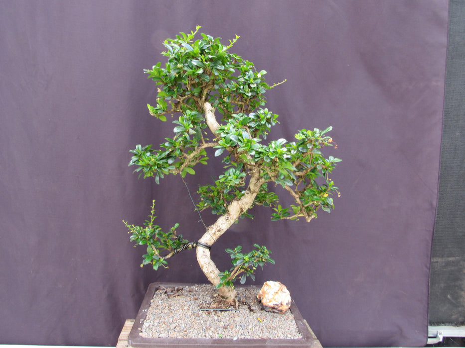 41 Year Old Flowering Fukien Tea Specimen Bonsai Tree Back