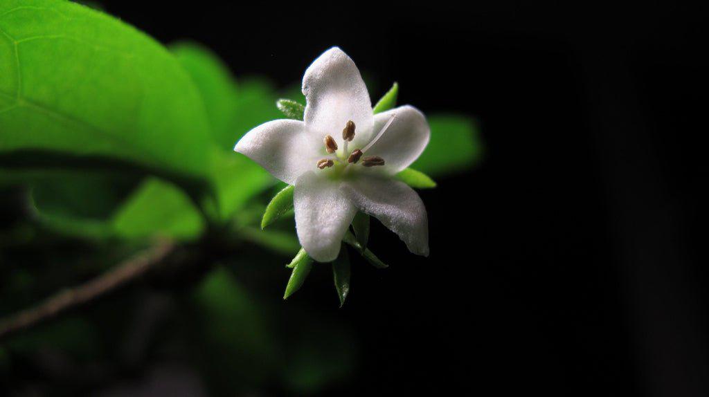 Fukien Tea Flower