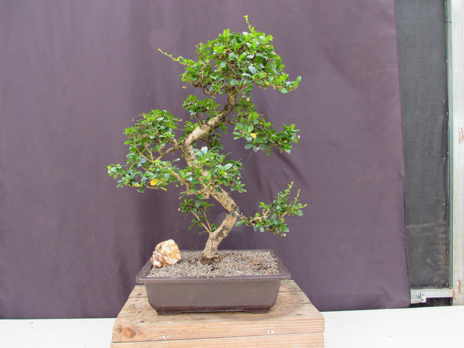 41 Year Old Flowering Fukien Tea Specimen Bonsai Tree Profile