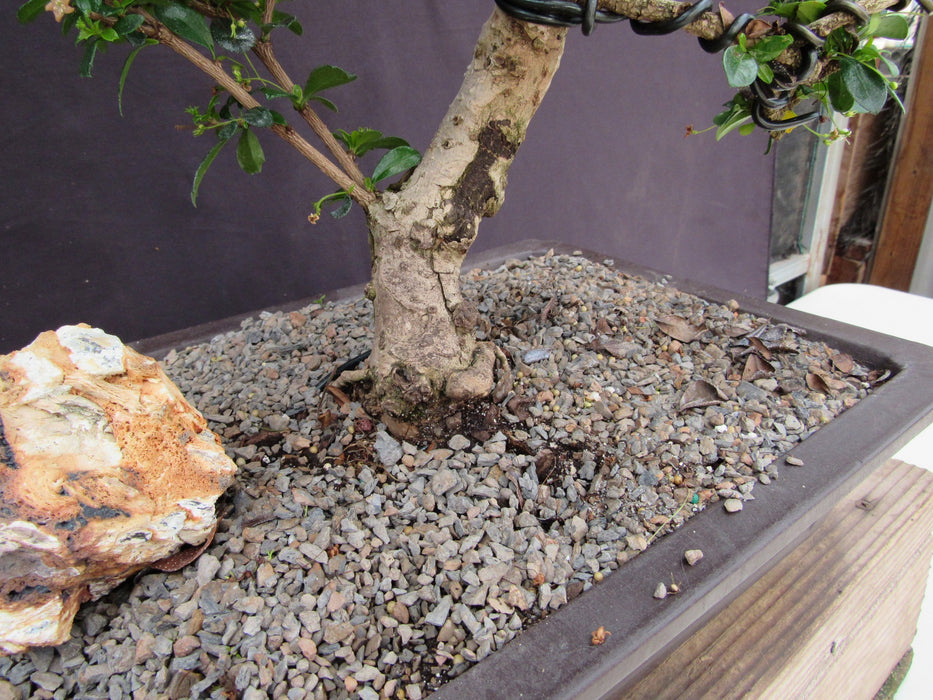 41 Year Old Flowering Fukien Tea Specimen Bonsai Tree Trunk