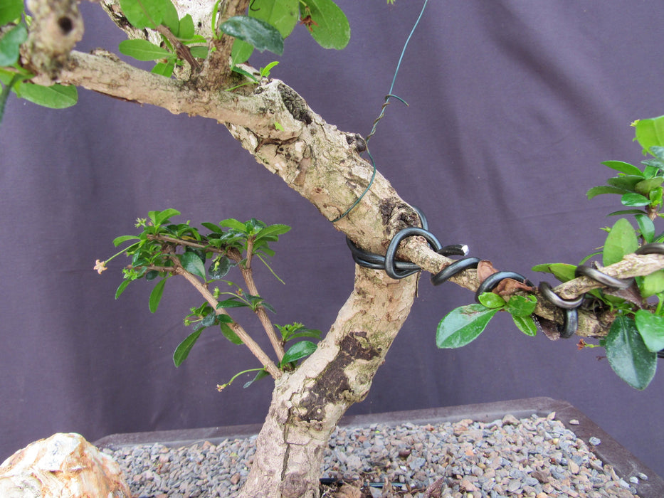 41 Year Old Flowering Fukien Tea Specimen Bonsai Tree Training The Curve