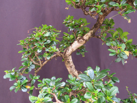 bonsai fever tree 41 Year Old Flowering Fukien Tea Specimen Bonsai Tree