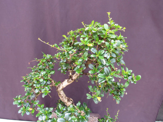 fever tree bonsai 41 Year Old Flowering Fukien Tea Specimen Bonsai Tree