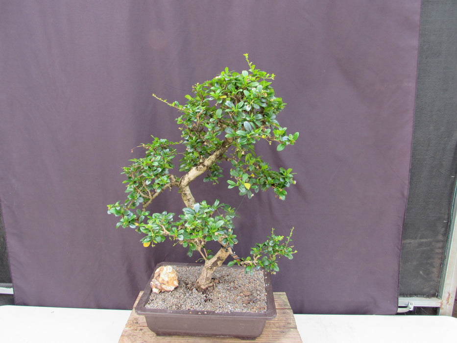 41 Year Old Flowering Fukien Tea Specimen Bonsai Tree Birdseye