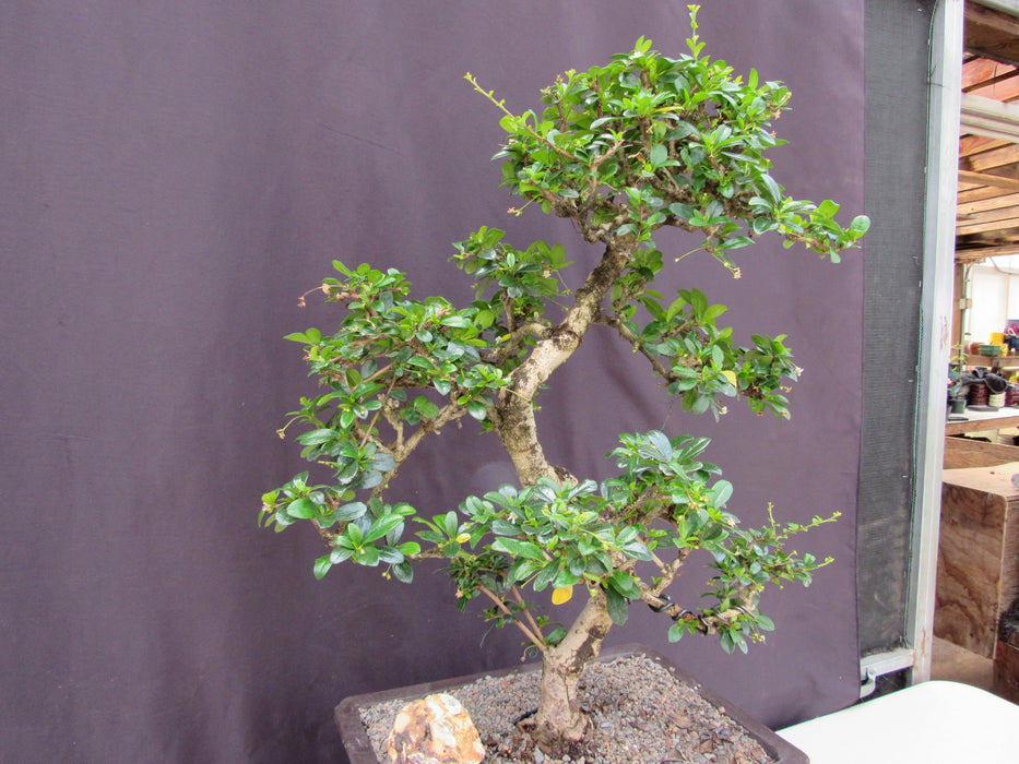 41 Year Old Flowering Fukien Tea Specimen Bonsai Tree Stronger Side