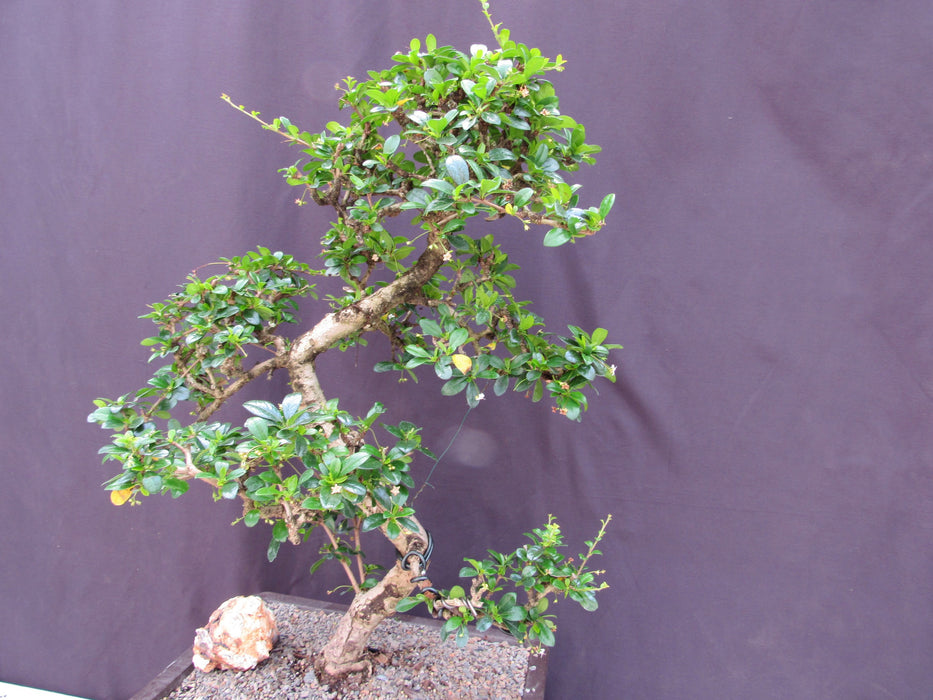 41 Year Old Flowering Fukien Tea Specimen Bonsai Tree Side