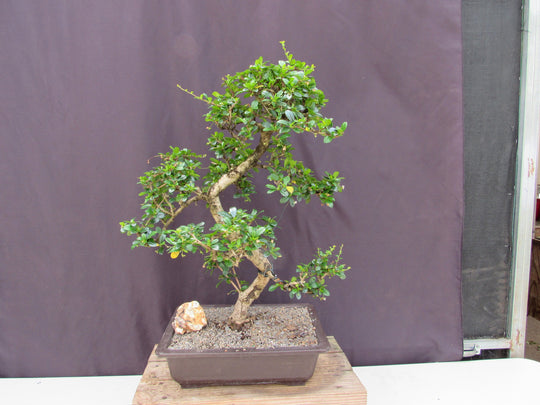 flowering fukien tea bonsai tree 41 Year Old Flowering Fukien Tea Specimen Bonsai Tree