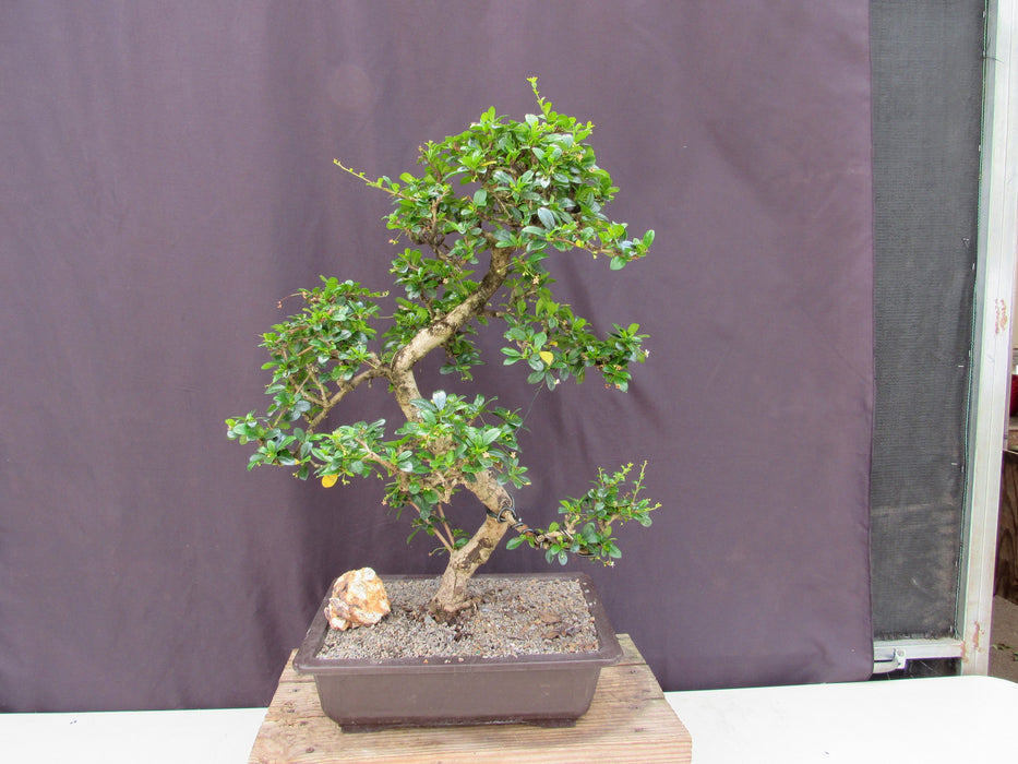 bonsai fever tree 41 Year Old Flowering Fukien Tea Specimen Bonsai Tree