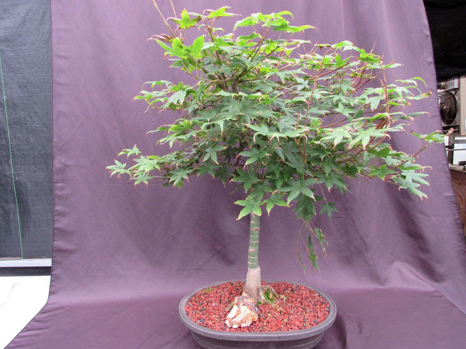 41 Year Old Shindeshojo Japanese Maple Specimen Bonsai Tree Back