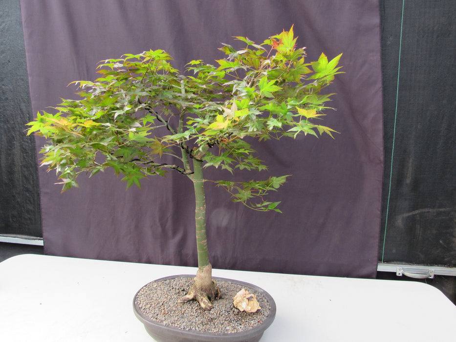 41 Year Old Shindeshojo Japanese Maple Specimen Bonsai Tree Softer Side