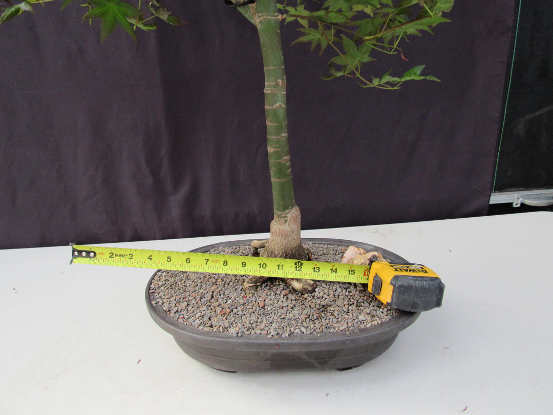 41 Year Old Shindeshojo Japanese Maple Specimen Bonsai Tree Size