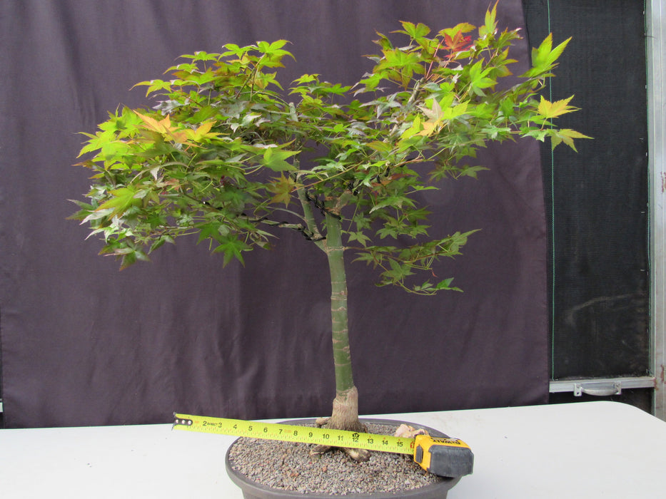 41 Year Old Shindeshojo Japanese Maple Specimen Bonsai Tree Width