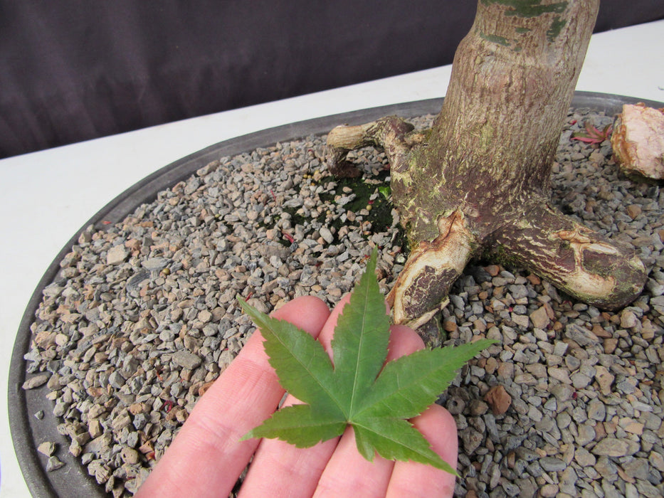41 Year Old Shindeshojo Japanese Maple Specimen Bonsai Tree Leaf