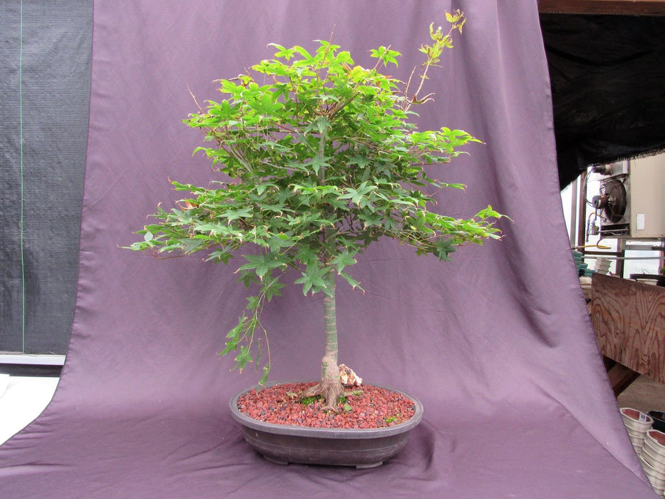 41 Year Old Shindeshojo Japanese Maple Specimen Bonsai Tree Profile